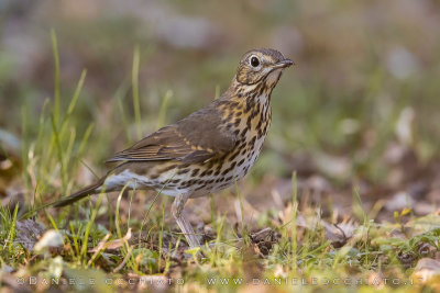 Song Thrush (Turdus philomelos)