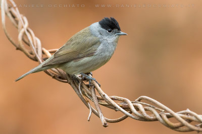 Blackcap (Sylvia atricapilla)