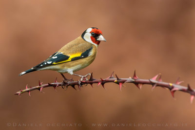 Eurasian Goldfinch (Carduelis carduelis)