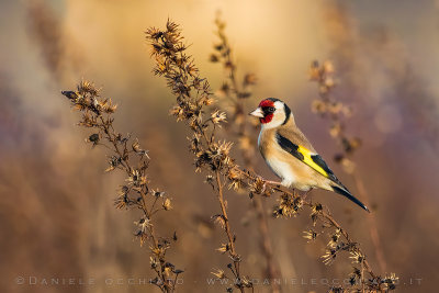 Eurasian Goldfinch (Carduelis carduelis)