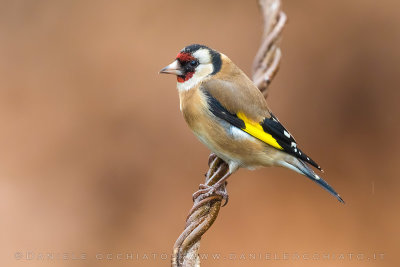 Eurasian Goldfinch (Carduelis carduelis)