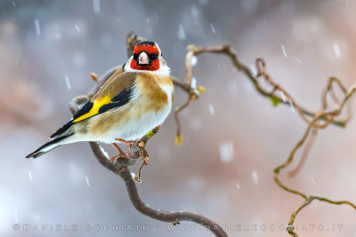 Eurasian Goldfinch (Carduelis carduelis)