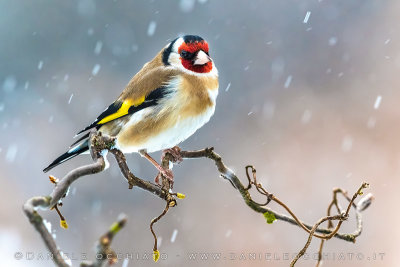 Eurasian Goldfinch (Carduelis carduelis)