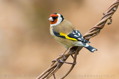 Eurasian Goldfinch (Carduelis carduelis)