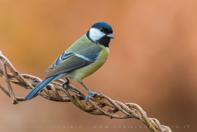 Great Tit (Parus major)