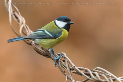 Great Tit (Parus major)