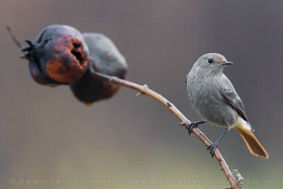 Black Redstart (Phoenicurus ochruros gibraltariensis)