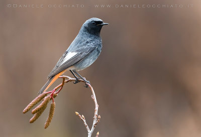 Black Redstart (Phoenicurus ochruros gibraltariensis)