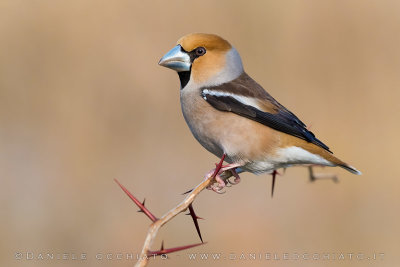 Hawfinch (Coccothraustes coccothraustes)