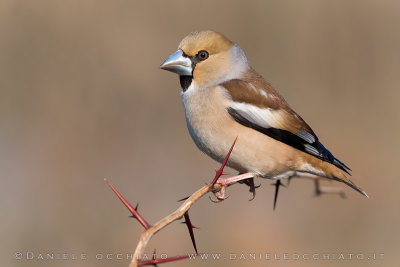 Hawfinch (Coccothraustes coccothraustes)