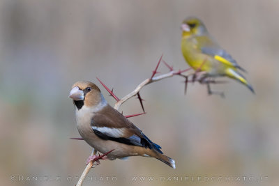 Hawfinch (Coccothraustes coccothraustes)