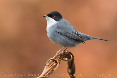 Sardinian Warbler (Sylvia melanocephala)