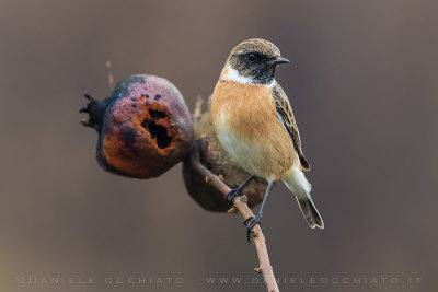 European Stonechat (Saxicola rubicola)