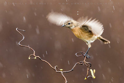 European Stonechat (Saxicola rubicola)