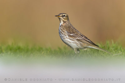 Water Pipit (Anthus spinoletta)