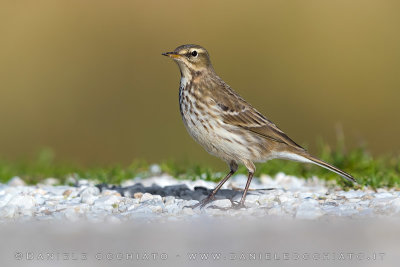 Water Pipit (Anthus spinoletta)