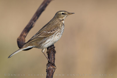 Water Pipit (Anthus spinoletta)