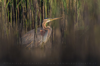 Purple Heron (Ardea purpurea)