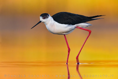 Black-winged Stilt (Himantopus himantopus)