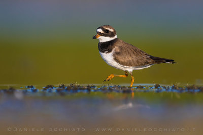 Common Ringed Plover (Charadrius hiaticula)