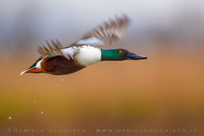 Northern Shoveler (Spatula clypeata)