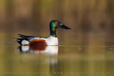 Northern Shoveler (Spatula clypeata)