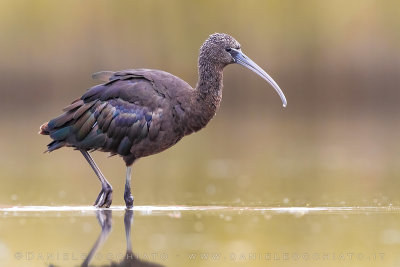 Glossy Ibis (Plegadis falcinellus)