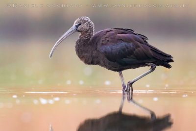 Glossy Ibis (Plegadis falcinellus)