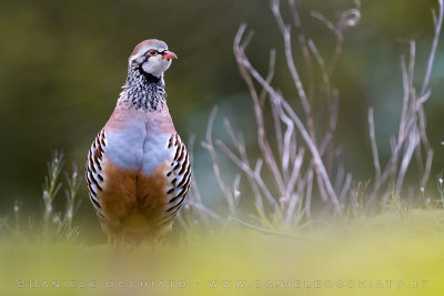 Red-legged Partridge (Alectoris rufa)