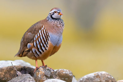 Red-legged Partridge (Alectoris rufa)