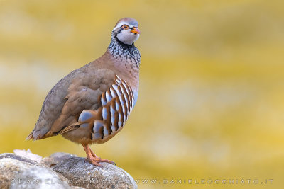 Red-legged Partridge (Alectoris rufa)