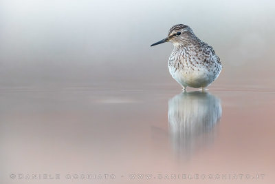 Wood Sandpiper (Tringa glareola)