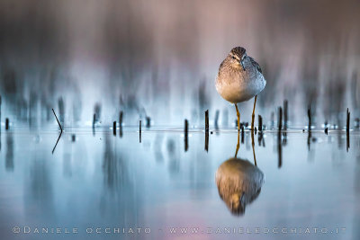 Wood Sandpiper (Tringa glareola)