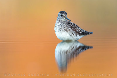 Wood Sandpiper (Tringa glareola)