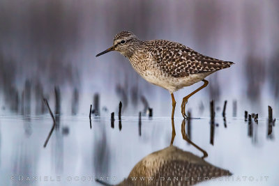 Wood Sandpiper (Tringa glareola)