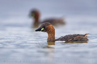 Little Grebe (Tachybaptus ruficollis)