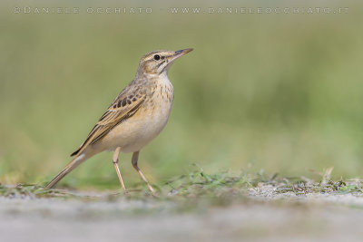 Tawny Pipit (Anthus campestris)