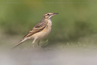 Tawny Pipit (Anthus campestris)