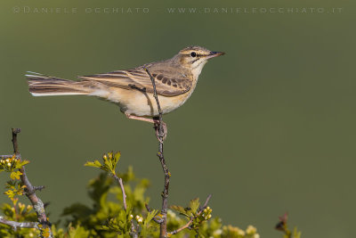 Tawny Pipit (Anthus campestris)