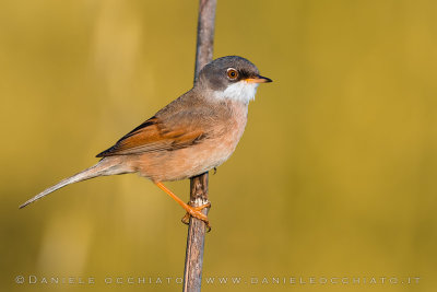 Spectacled Warbler (Sylvia conspicillata)