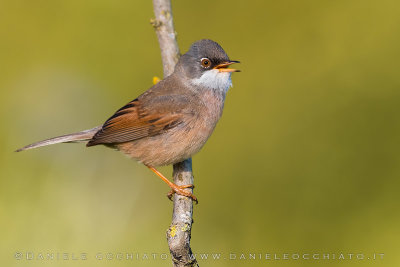 Spectacled Warbler (Sylvia conspicillata)