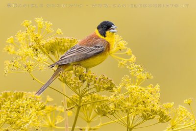 Black-headed Bunting (Emberiza melanocephala)