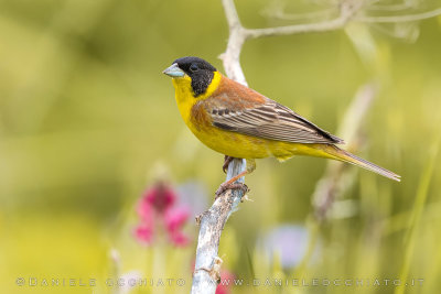 Black-headed Bunting (Emberiza melanocephala)