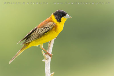 Black-headed Bunting (Emberiza melanocephala)