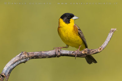 Black-headed Bunting (Emberiza melanocephala)