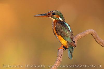 Common Kingfisher (Alcedo atthis)