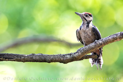 Great Spotted Woodpecker (Dendrocopos major)