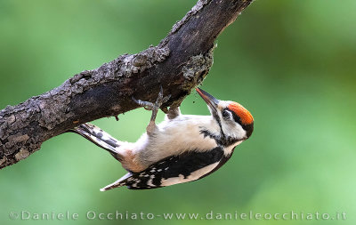 Great Spotted Woodpecker (Dendrocopos major)