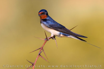 Barn Swallow (Hirundo rustica)