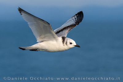 Black-legged Kittiwake (Rissa tridactyla)